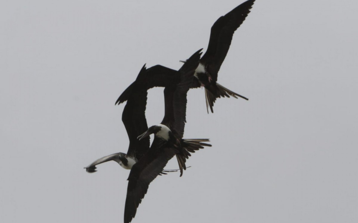 Ventos fracos e moderados marcam o fim de semana