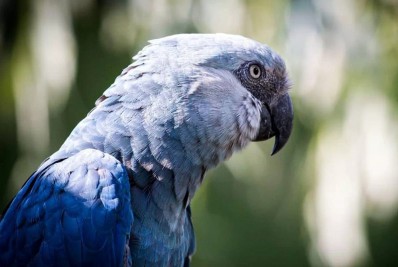 Brasil deve receber mais 30 a 50 ararinhas-azuis em 2023