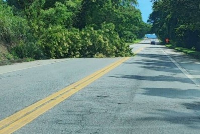 Árvore cai na BR 101 na altura de Mangaratiba