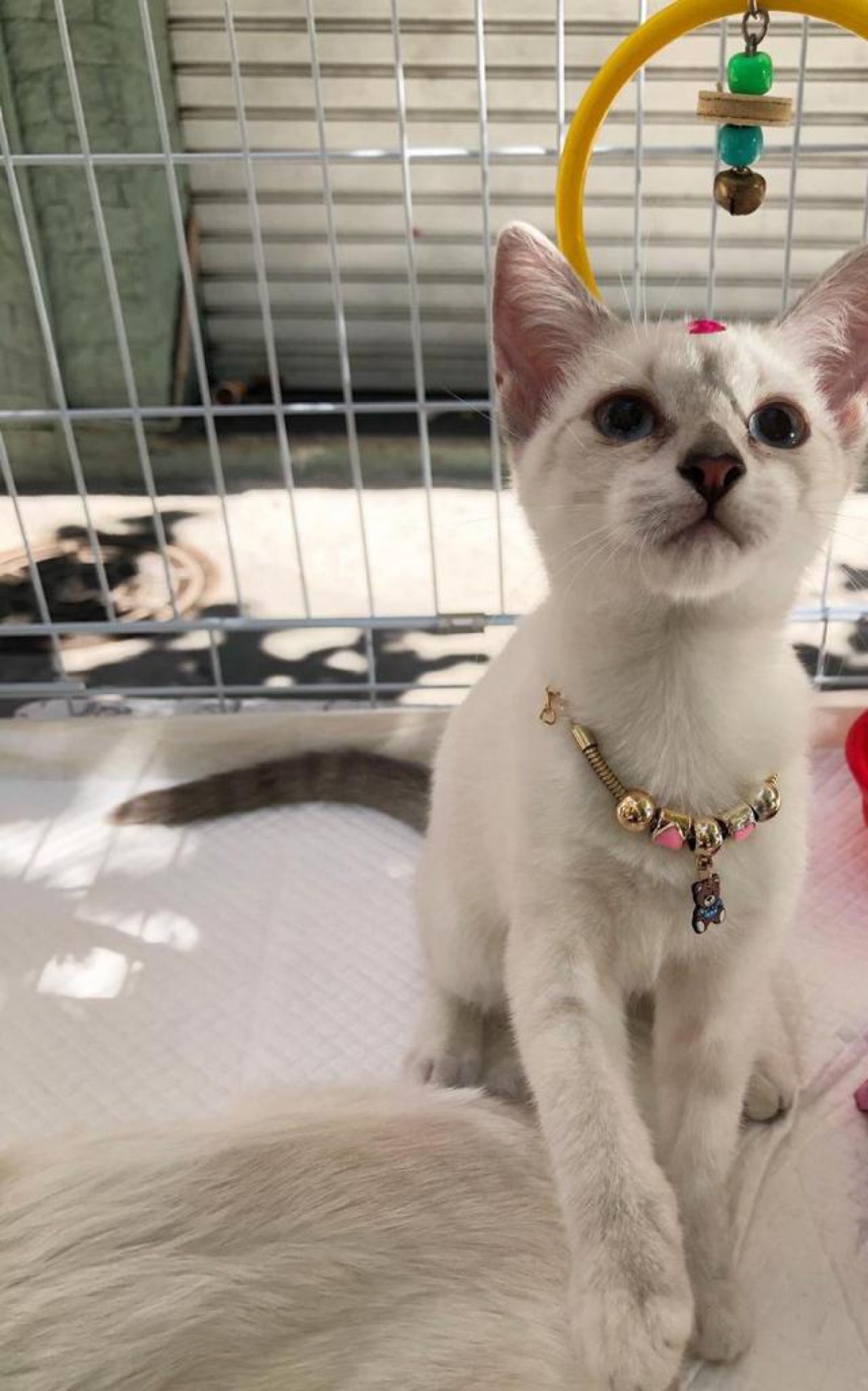 Os gatos mais mansos são encaminhados para uma feira de adoção - Divulgação