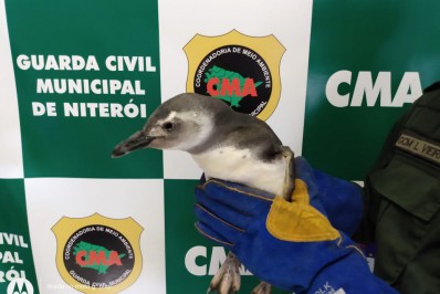 Coordenadoria de Meio Ambiente de Niterói faz trabalho de sucesso