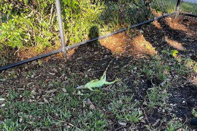 EUA: iguanas congelam e caem de árvores após onda de frio