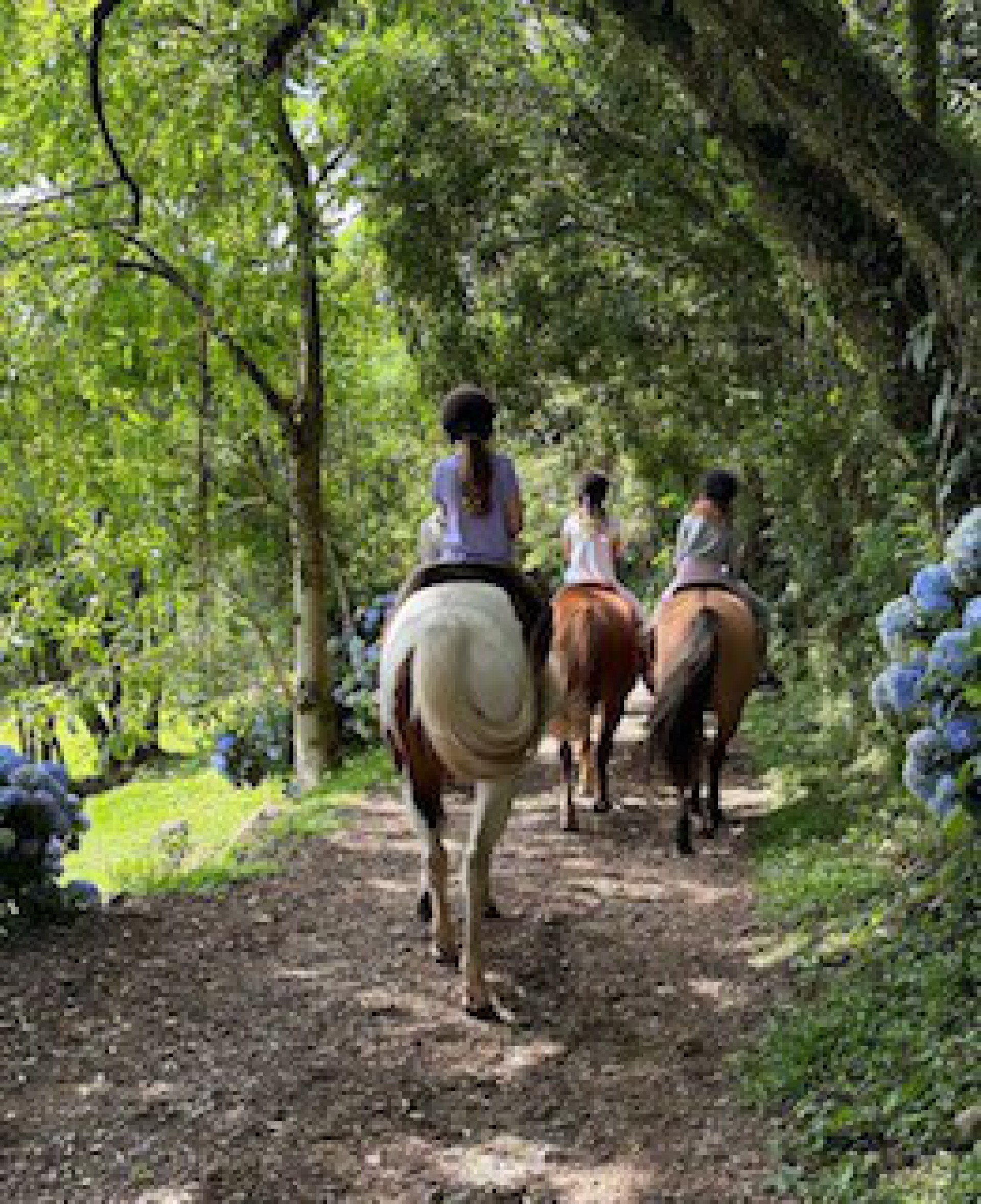 Gisele Bündchen abre álbum de fotos de sua temporada no Brasil - Reprodução / Instagram