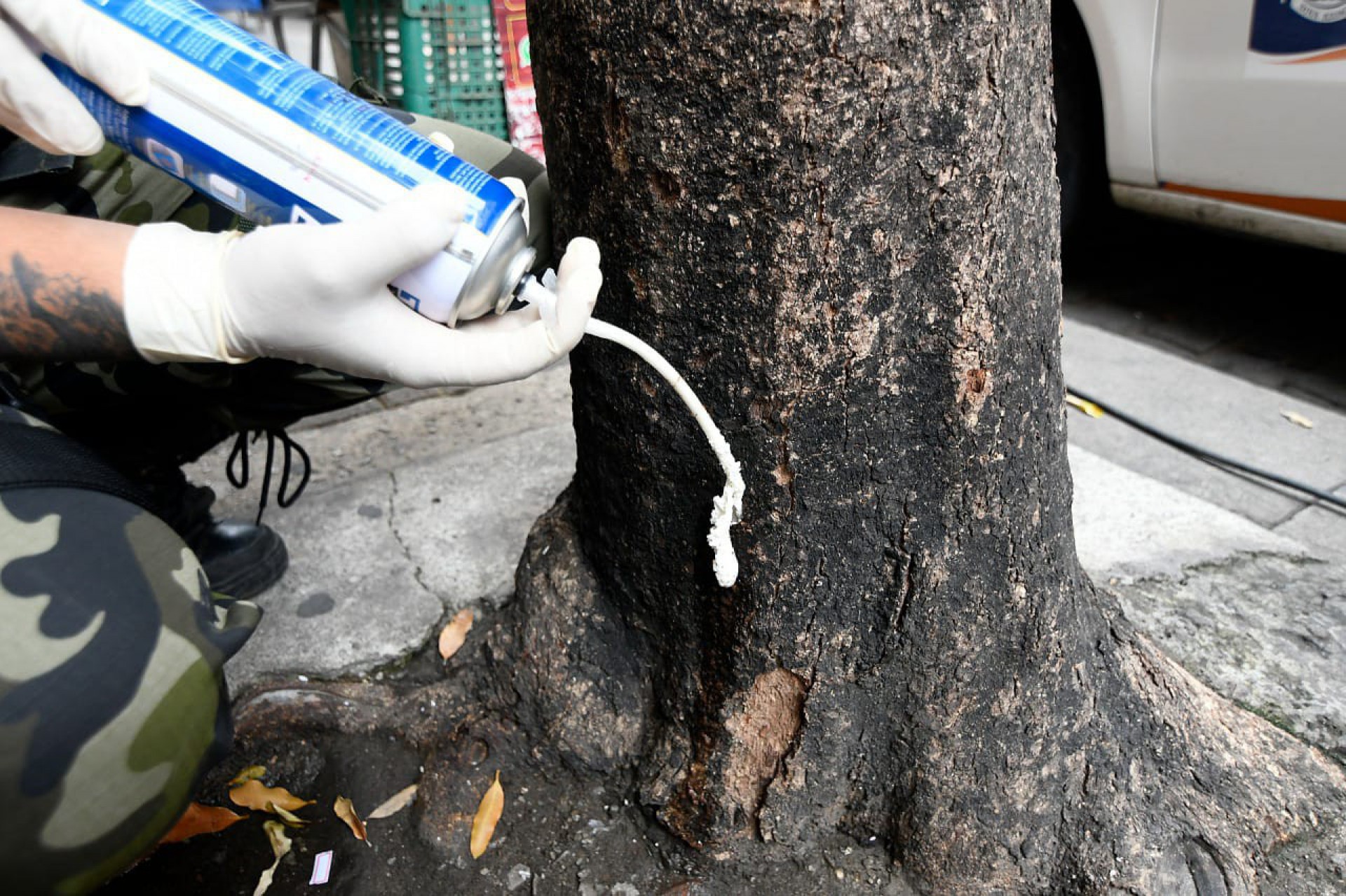 Substância encontrada nas árvores foi recolhida e será analisada no laboratório da UFRRJ - Divulgação