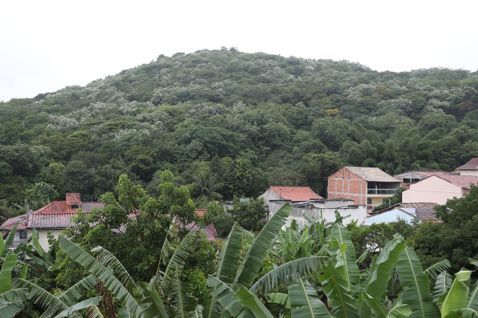 &Aacute;rea reflorestada h&aacute; cerca de 20 anos j&aacute; apresenta resultados - Pedro Ivo/ Ag&ecirc;ncia O Dia