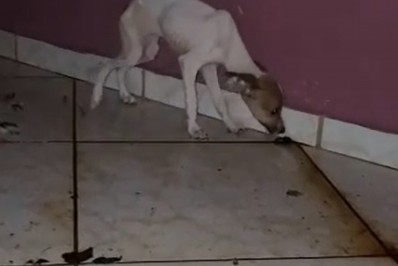 Polícia resgata cães filhotes abandonados há cinco dias dentro de casa em Tanguá