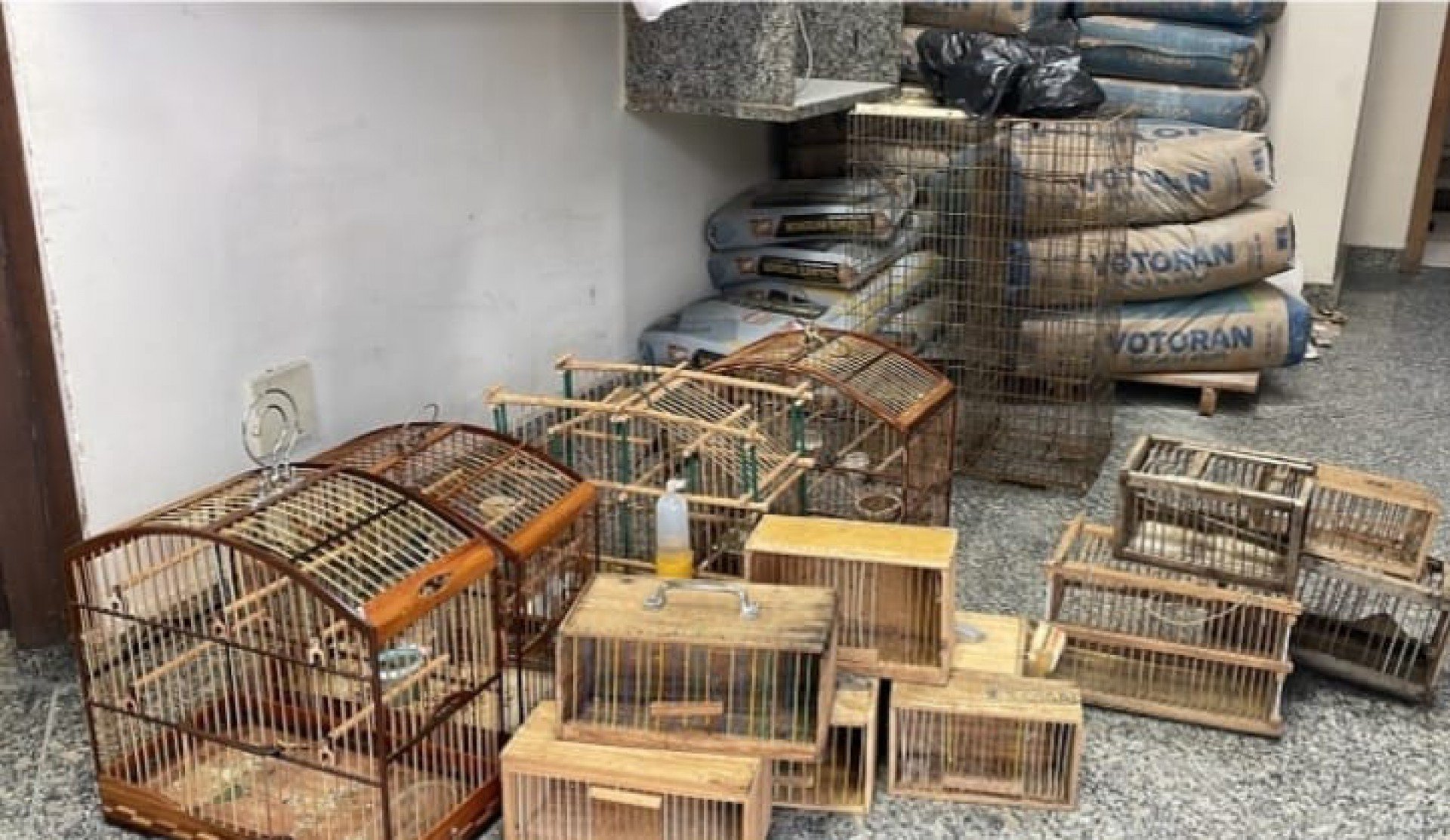 Gaiolas e pássaros silvestres apreendidos pela Polícia Ambiental - Divulgação/Disque Denúncia