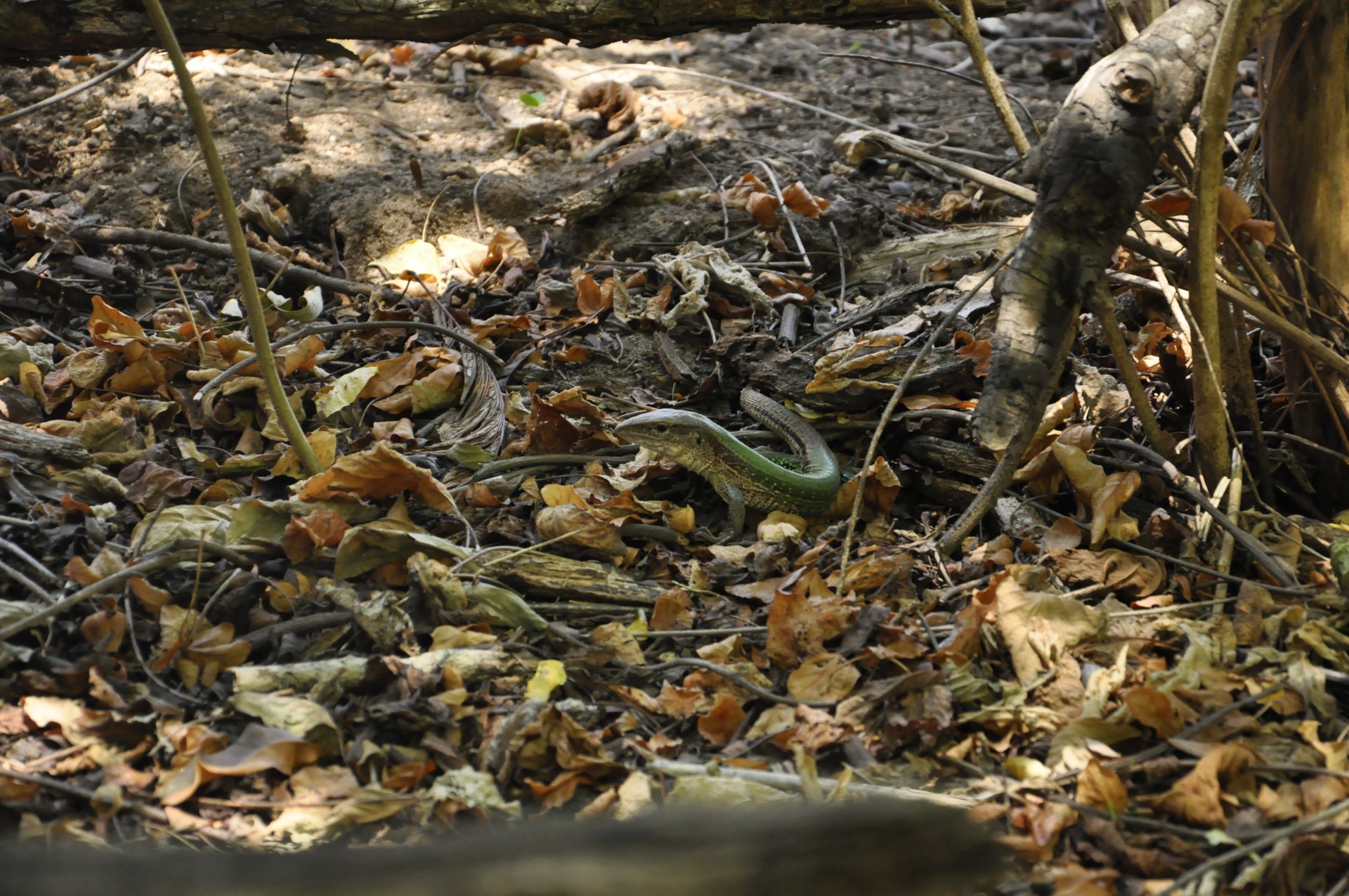 Calango-verde registrado por Thiago na Floresta da Posse - Thiago Neves/Divulgação