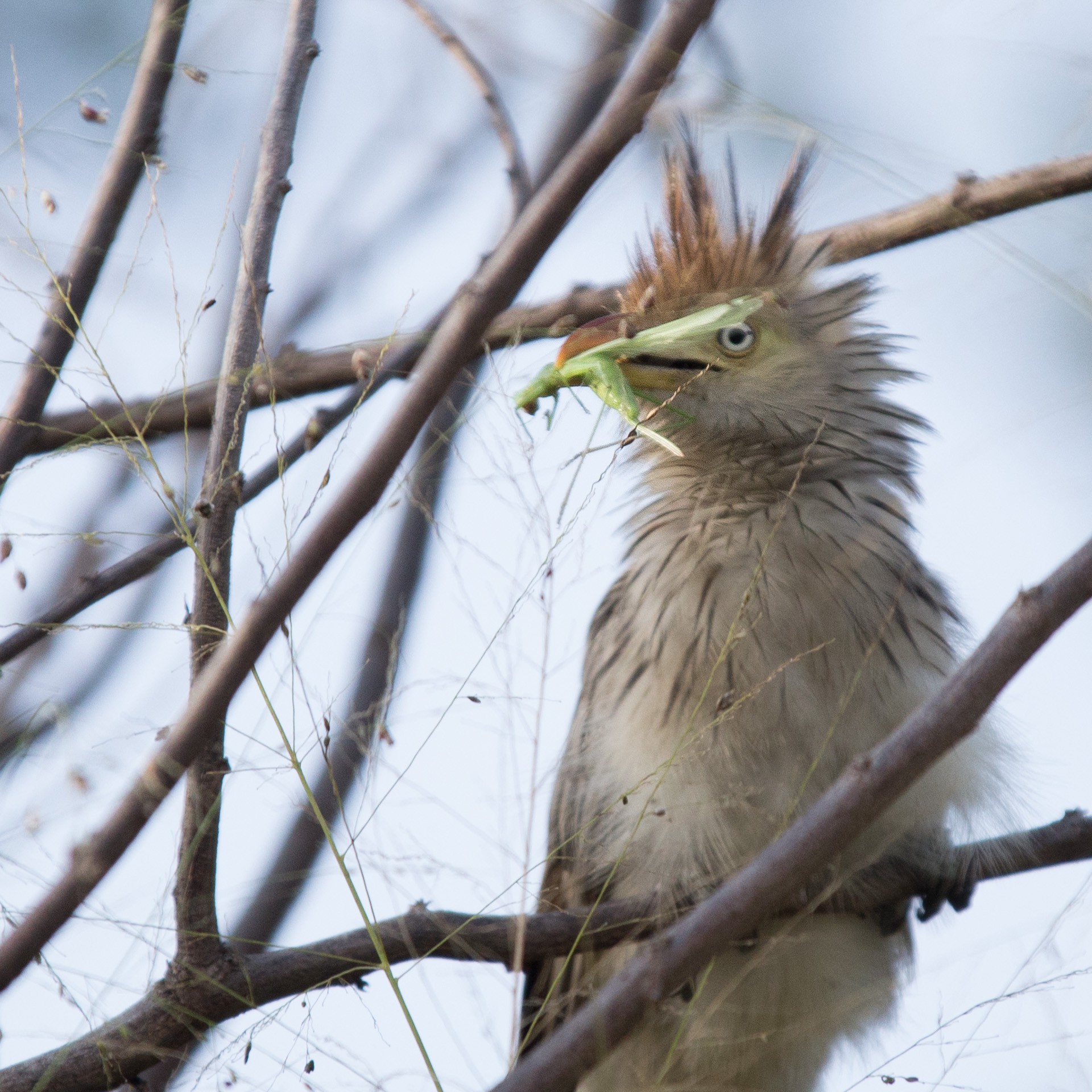 Anu-branco, uma das mais de 90 espécies de aves flagradas no local - Thiago Neves/Divulgação