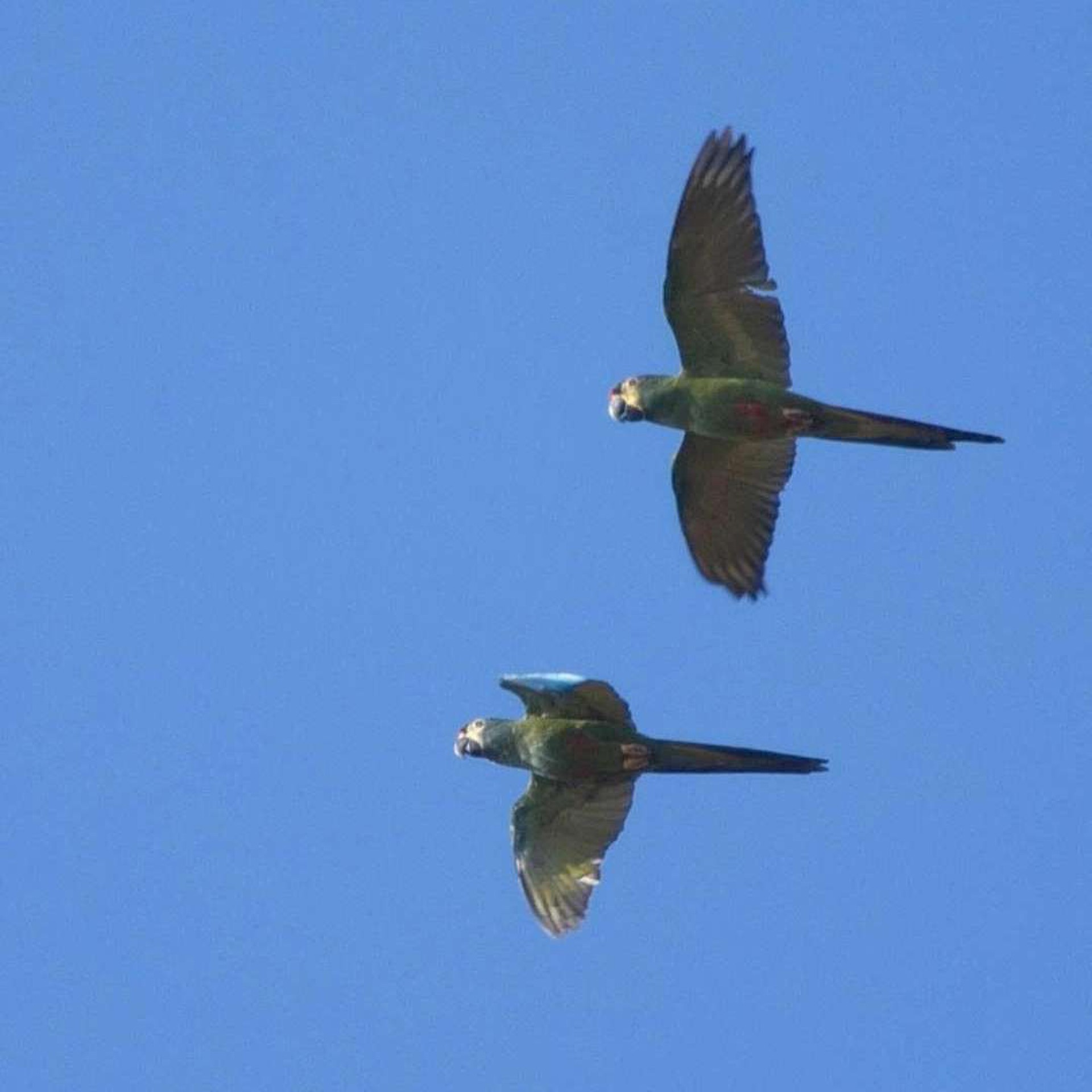 Arara-Maracanã, ave tradicional do Rio de Janeiro - Thiago Neves/Divulgação