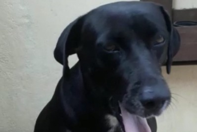 Cachorra de 10 anos some e protetores criam campanha para encontrá-la