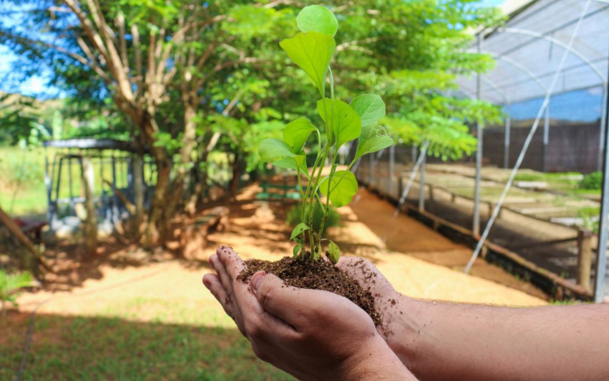 Estufa Municipal também reserva mudas para produção caseira - Divulgação