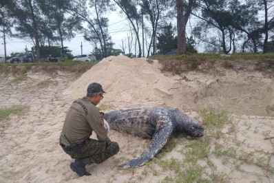 Tartaruga-gigante é encontrada morta em Saquarema