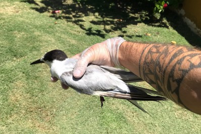 Ave norte-americana conhecida como 