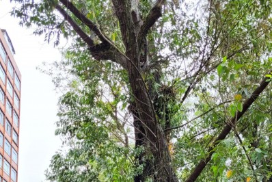 Praça Getúlio Vargas receberá operação de poda no próximo domingo, 15