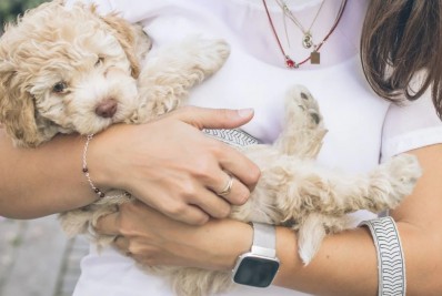 Governo proíbe uso de animais para testes de cosméticos e perfumes