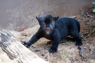 Nem casa de vidro, nem pipoca ou camarote