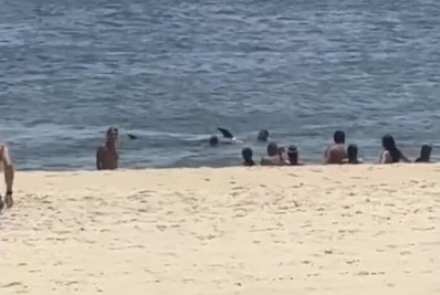 Golfinho morre na praia de Ponta Negra em Maricá