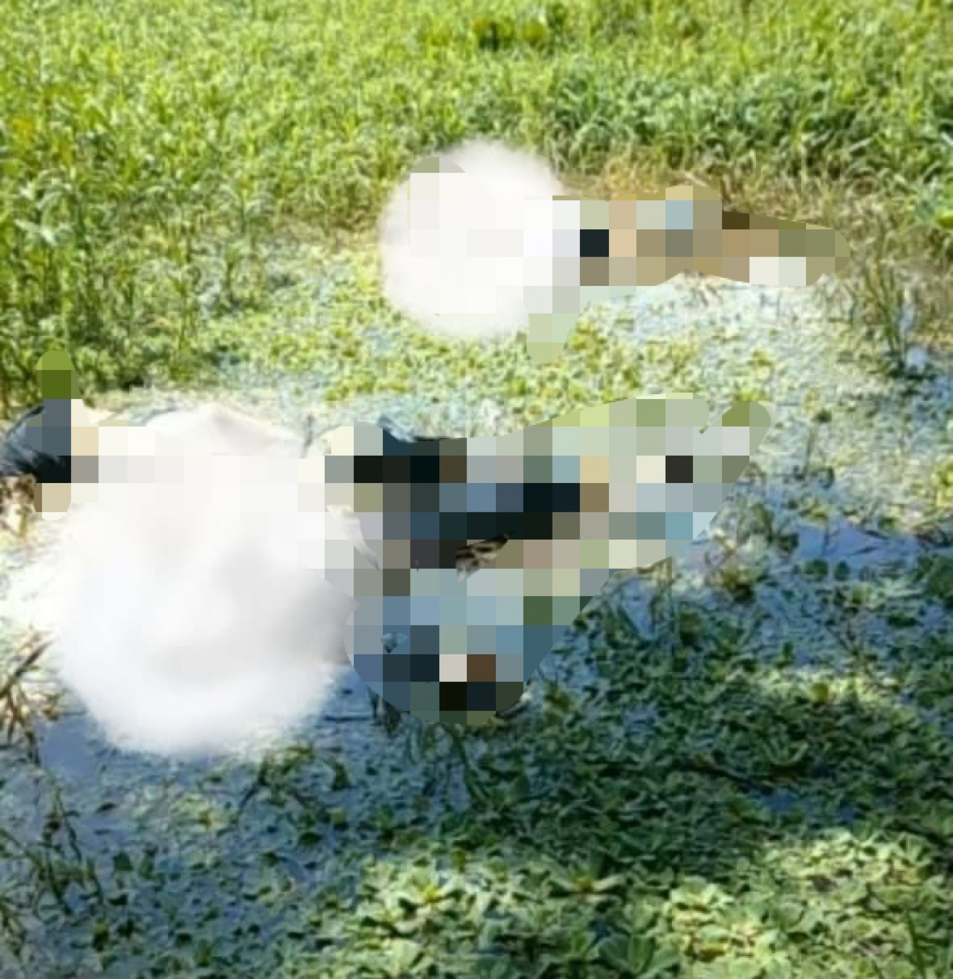 Corpos foram encontrados no Rio Guandu, em Serop&eacute;dica, na Baixada Fluminense