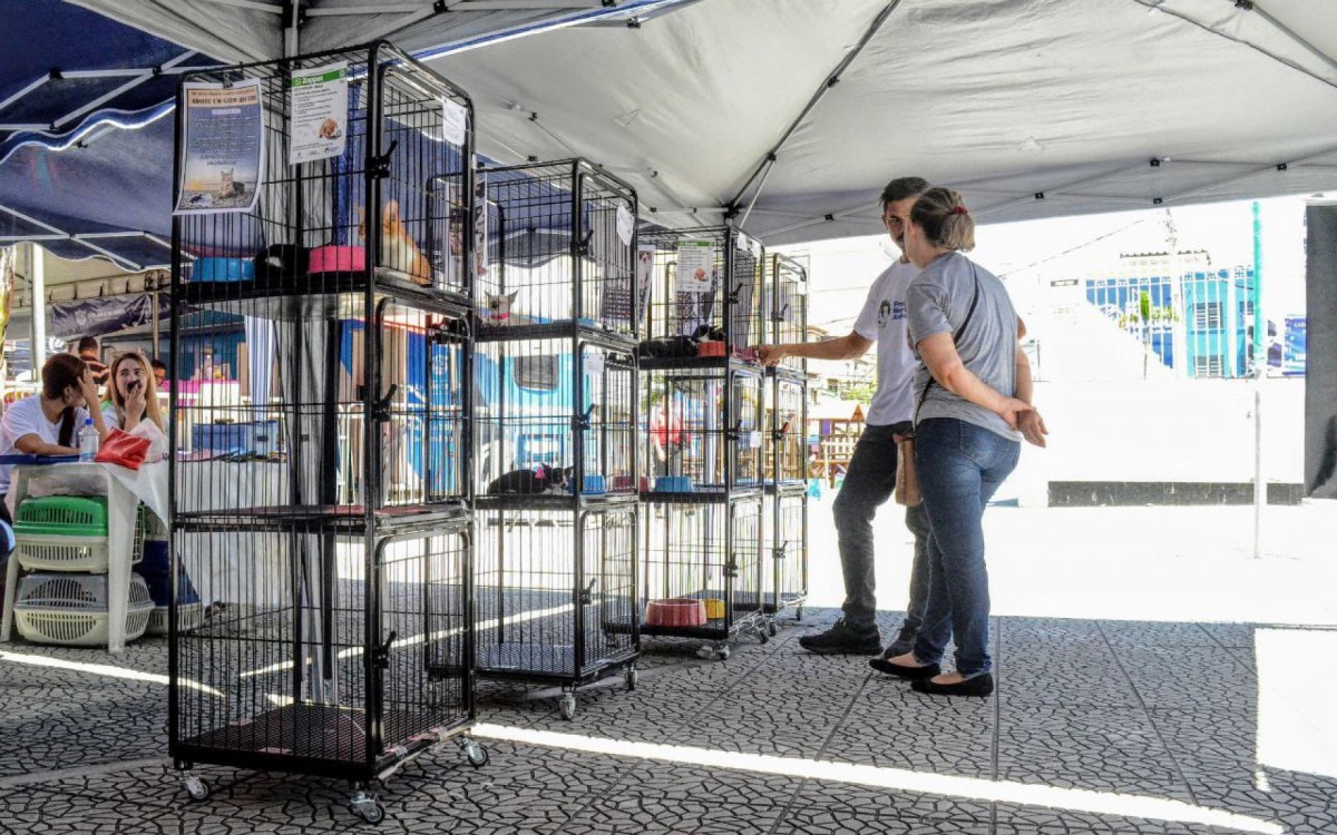 Campanha de ado&ccedil;&atilde;o de c&atilde;es e gatos &eacute; realizada em Meriti