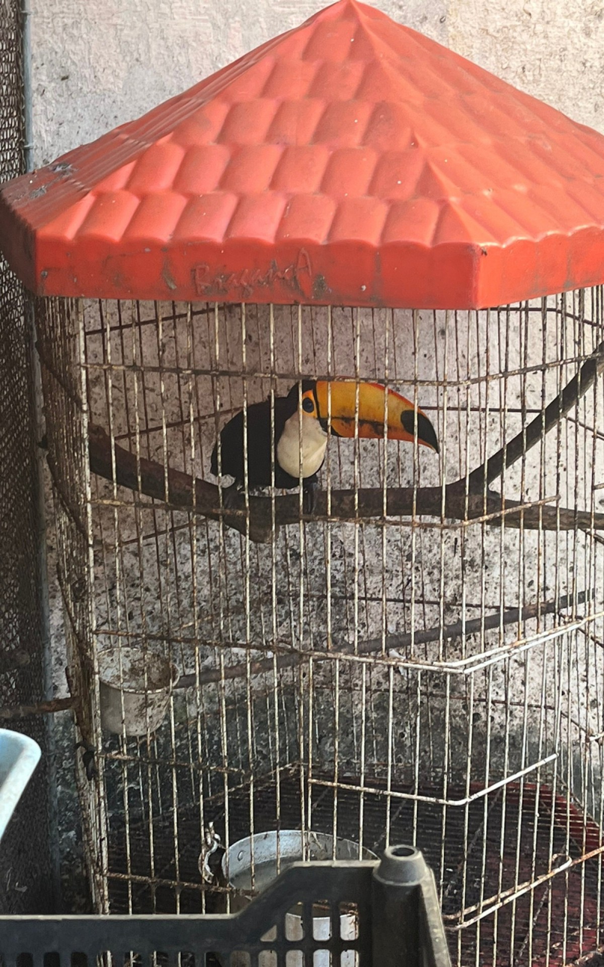 Diversas aves silvestres, incluindo dois tucanos, foram apreendidas pelos policiais - Divulga&ccedil;&atilde;o / PMERJ