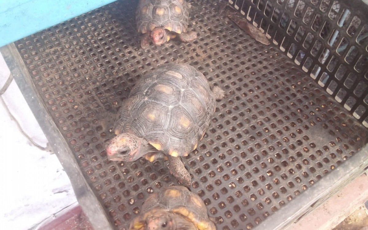 No im&oacute;vel foram apreendidos doze jabutis e uma tartaruga da esp&eacute;cie matamat&aacute;