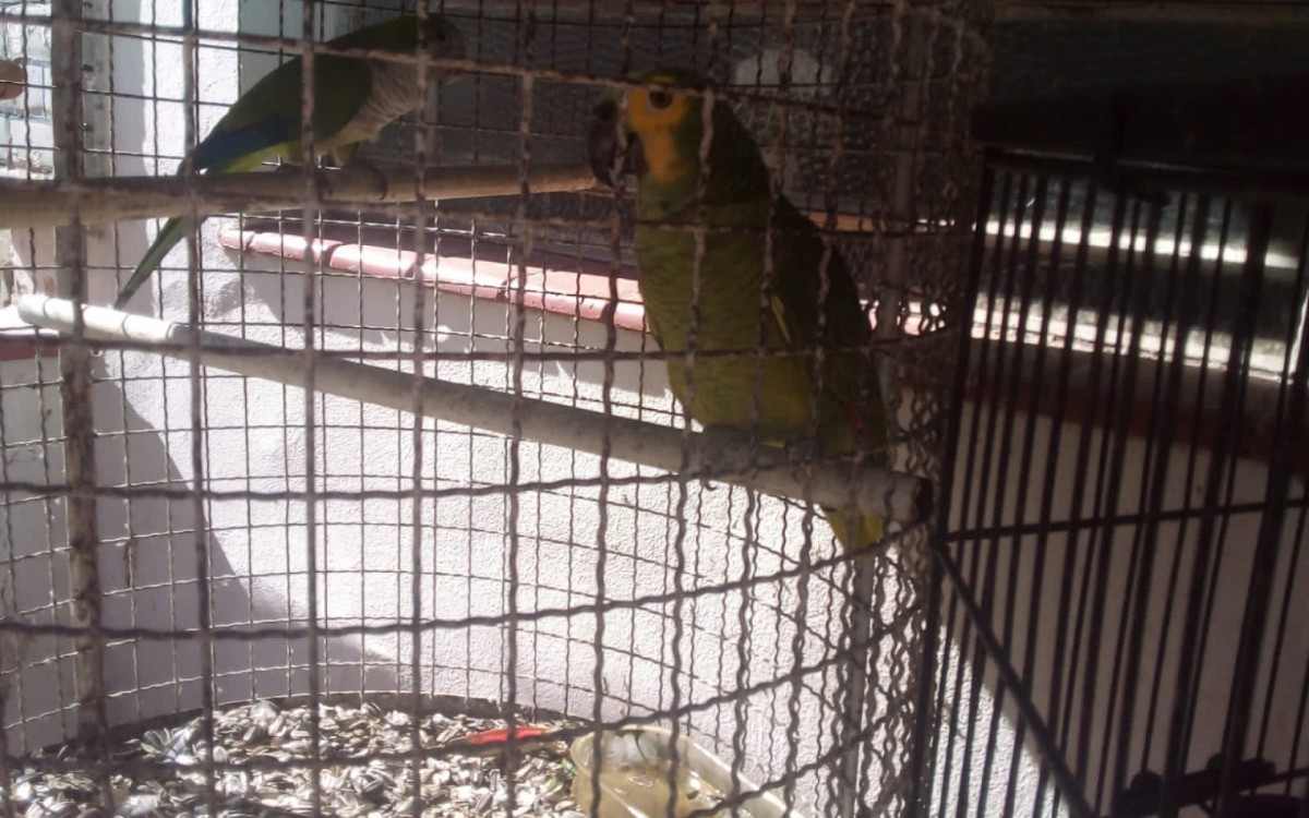 Durante a a&ccedil;&atilde;o nas comunidades da Primavera e Fazenda os policiais encontraram um cativeiro ilegal de animais silvestres em uma casa