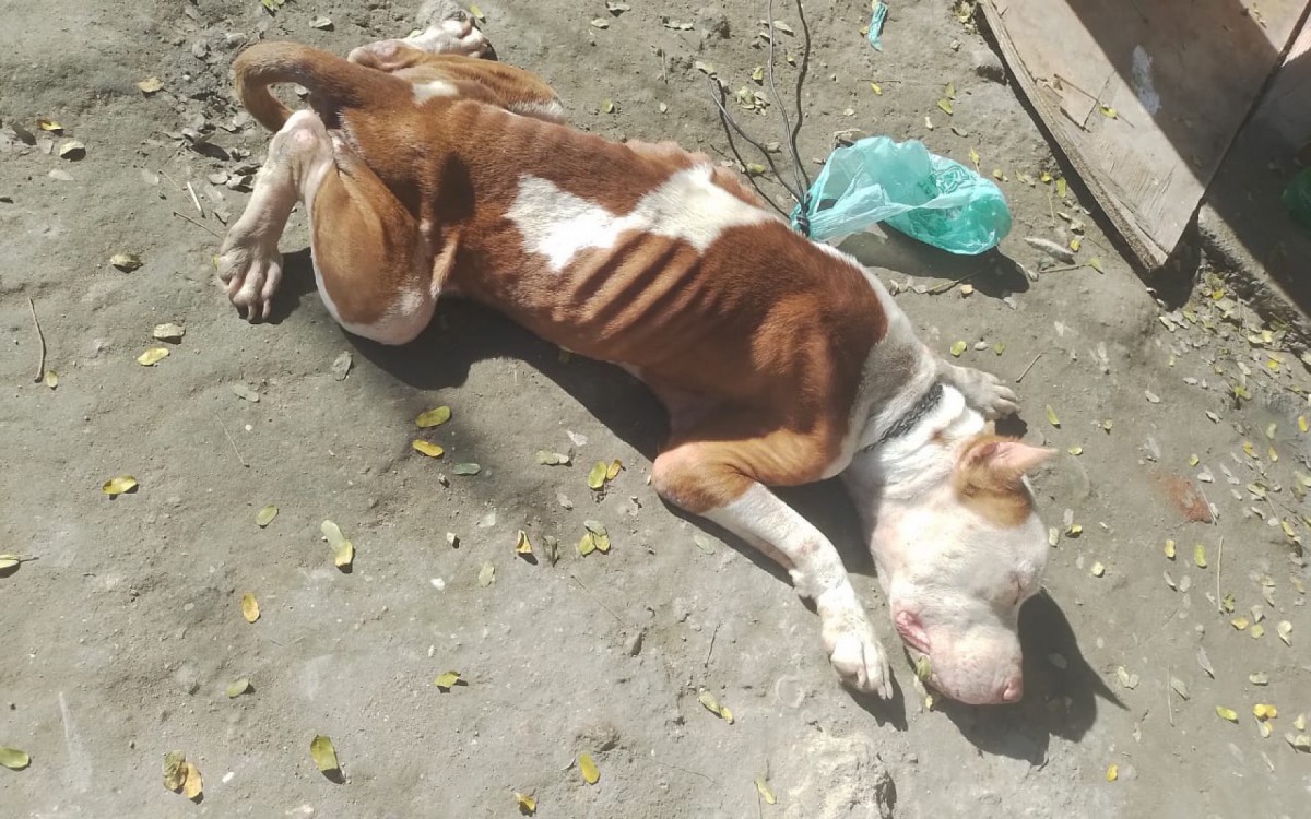 Segundo os moradores, todos os dias são abandonados cerca de seis animais nas regiões da Praia das Pedrinhas e do Piscinão