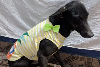 Grupo de WhatsApp reúne 250 pessoas em busca de cadela desaparecida