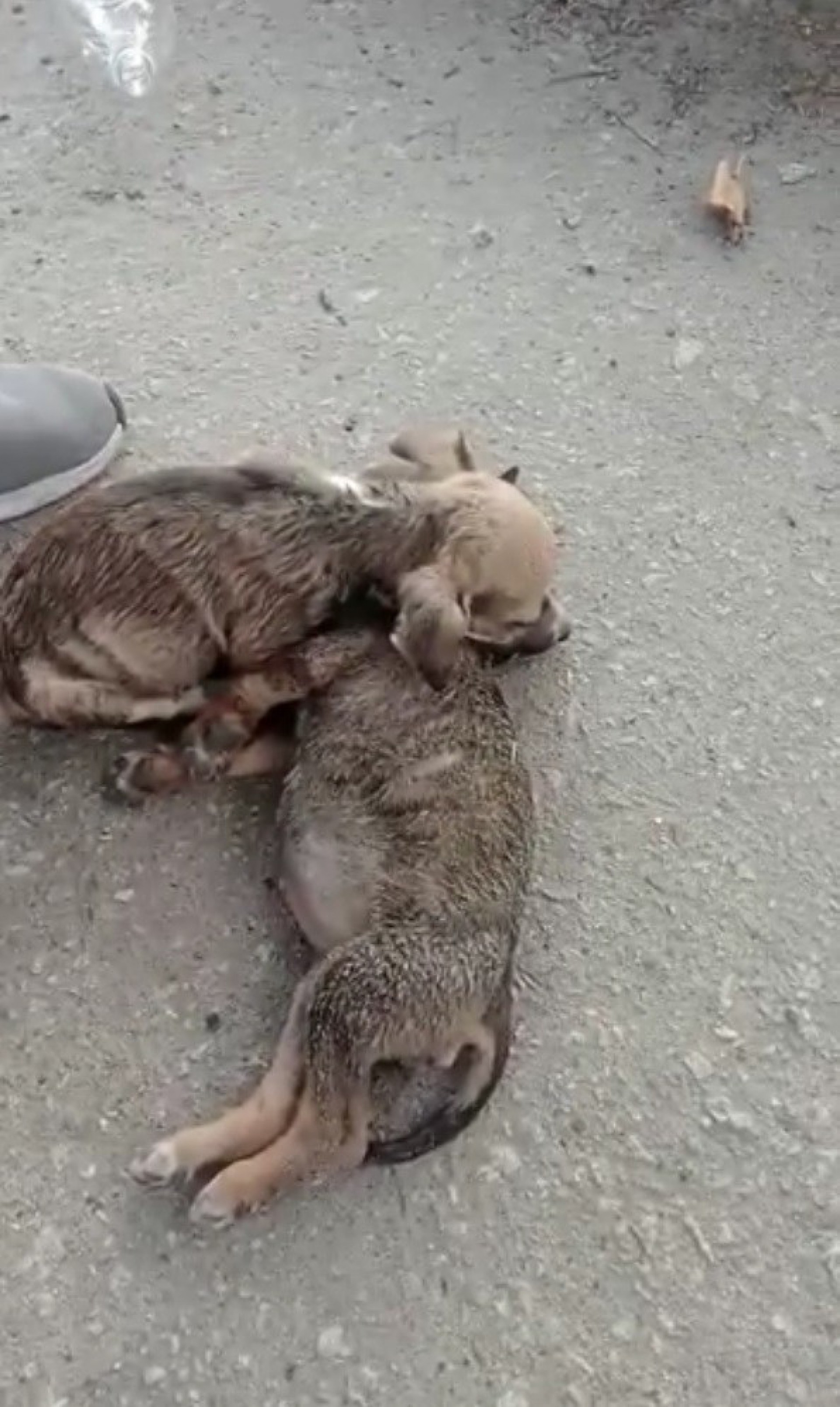 Alguns estão em estágio avançado de desnutrição e com quadros graves de doenças