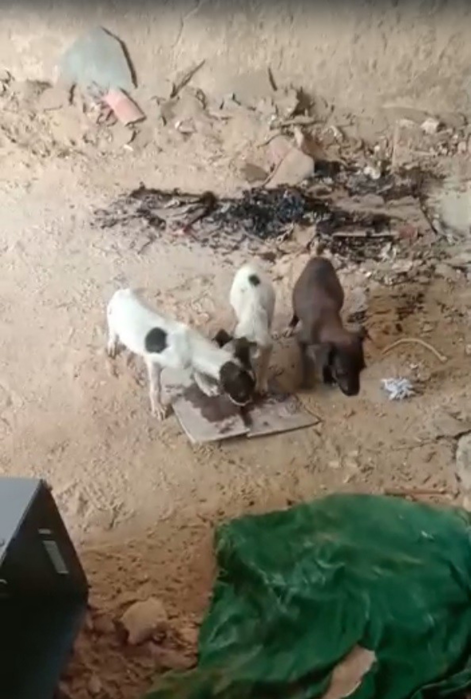 Bastantes animais mutilados, com membros quebrados e o corpo infestado de vermes e parasitas transitam pelos arredores das duas áreas