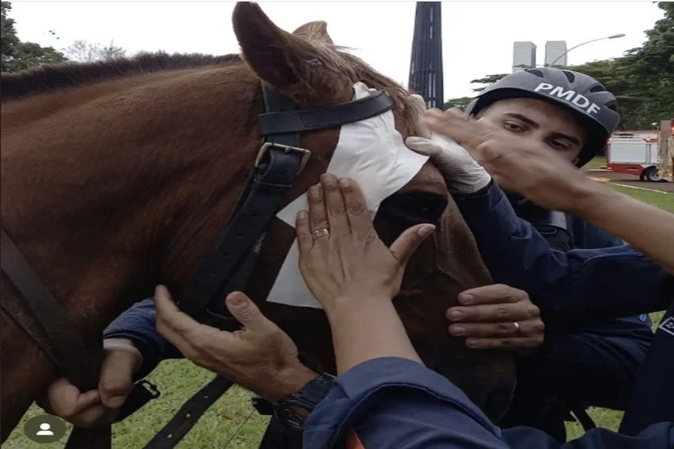 'Dr&aacute;cula', o cavalo 847, se recupera da agress&atilde;o sofrida por golpistas no DF