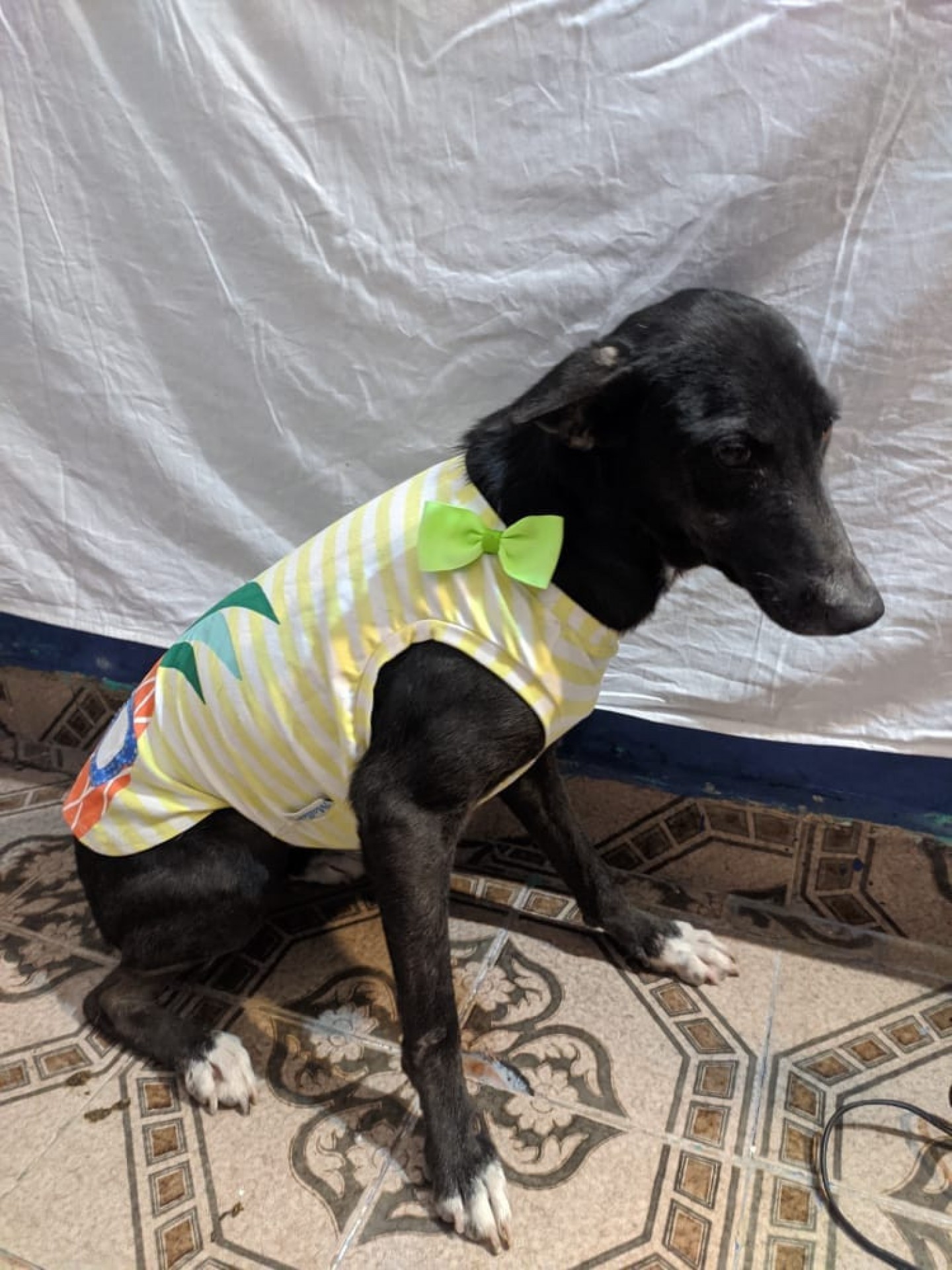 Pretinha está desaparecida há 19 dias