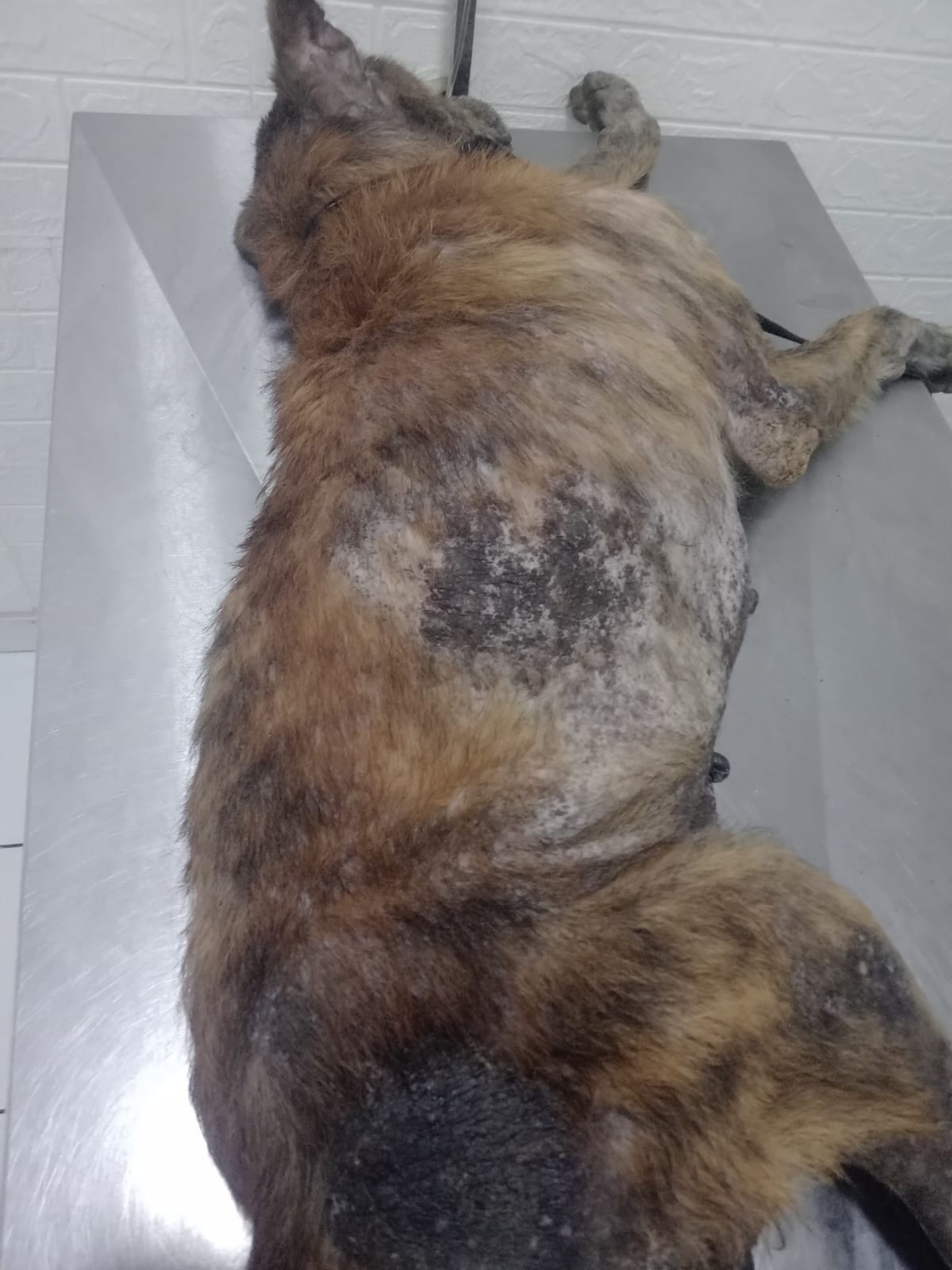 Segundo os moradores, todos os dias são abandonados cerca de seis animais nas regiões da Praia das Pedrinhas e do Piscinão