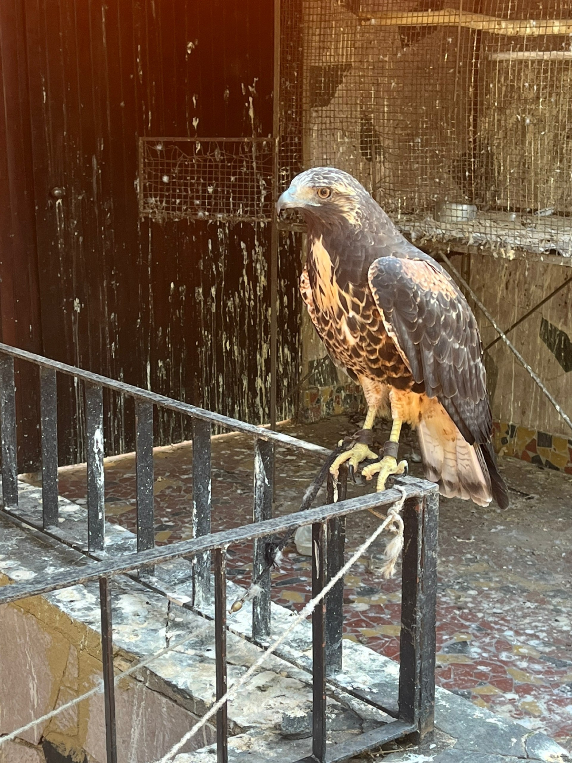 Dois gavi&otilde;es foram encontrados pelos agentes no im&oacute;vel