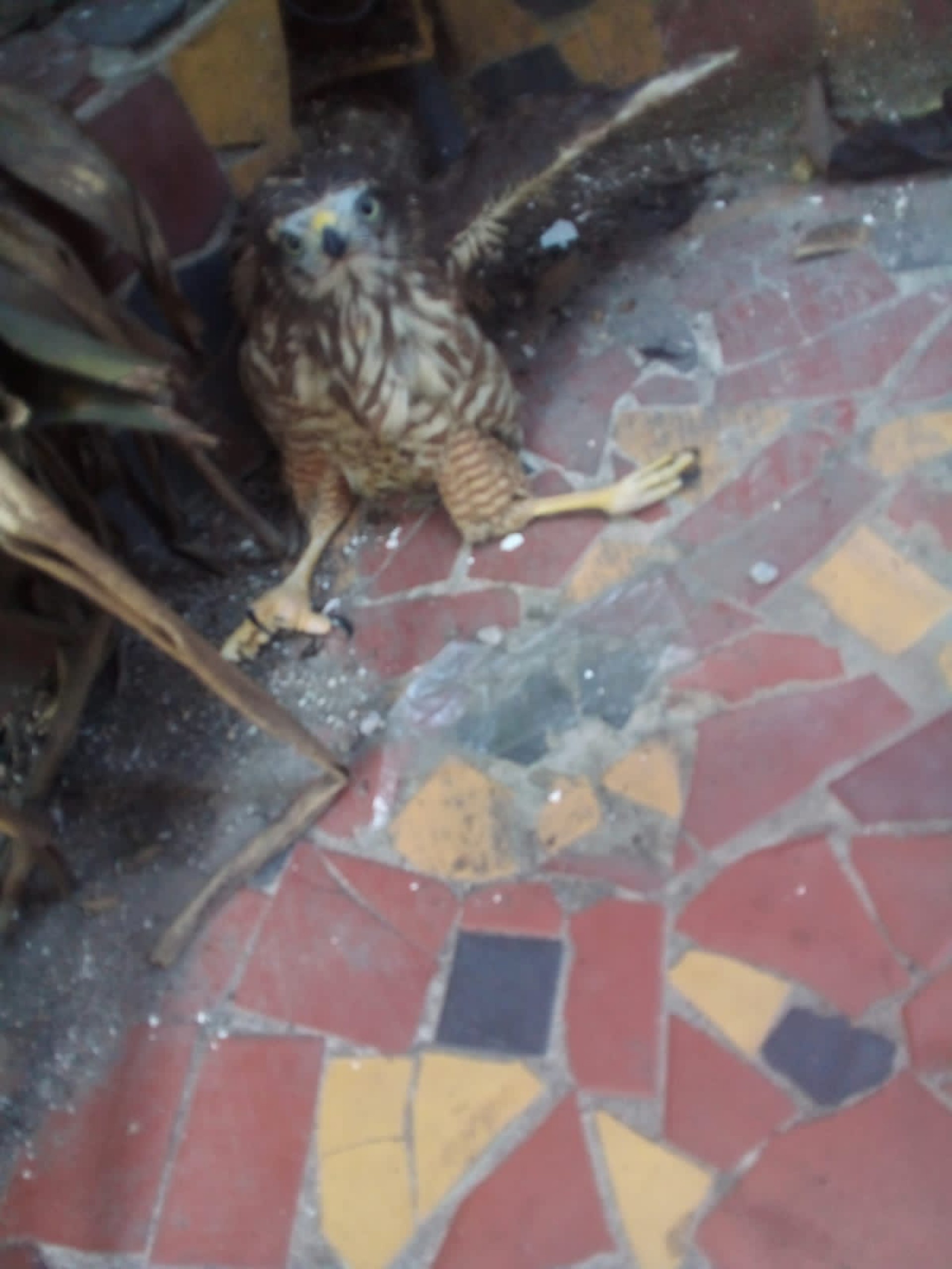 Dois tucanos, dois gavi&otilde;es, dois papagaios, duas maritacas, uma araponga, um trinca-ferro, um can&aacute;rio da terra e um melro foram encontrados