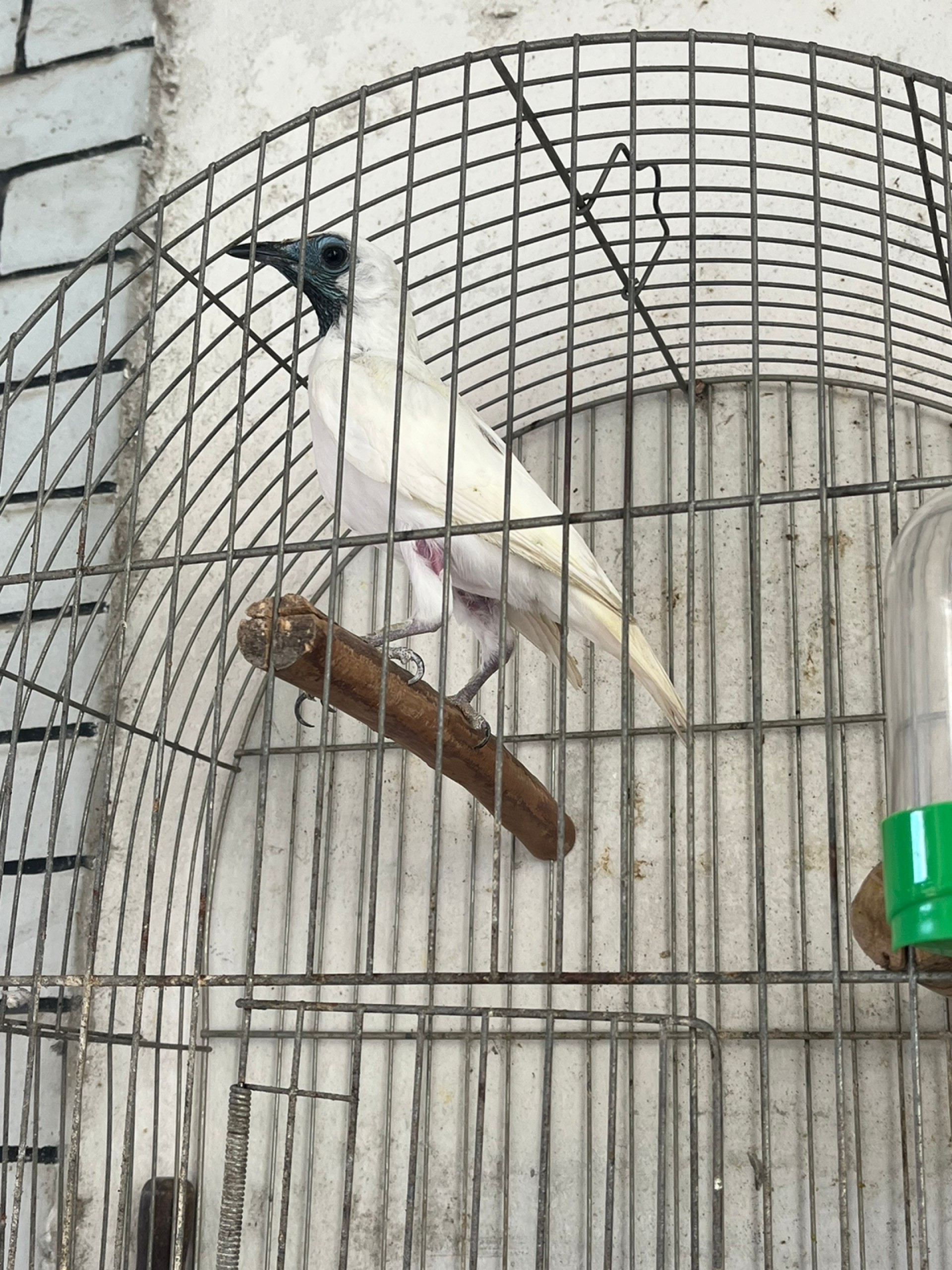 Ao todo 12 aves silvestres foram encontradas, al&eacute;m de 12 jabutis e uma tartaruga