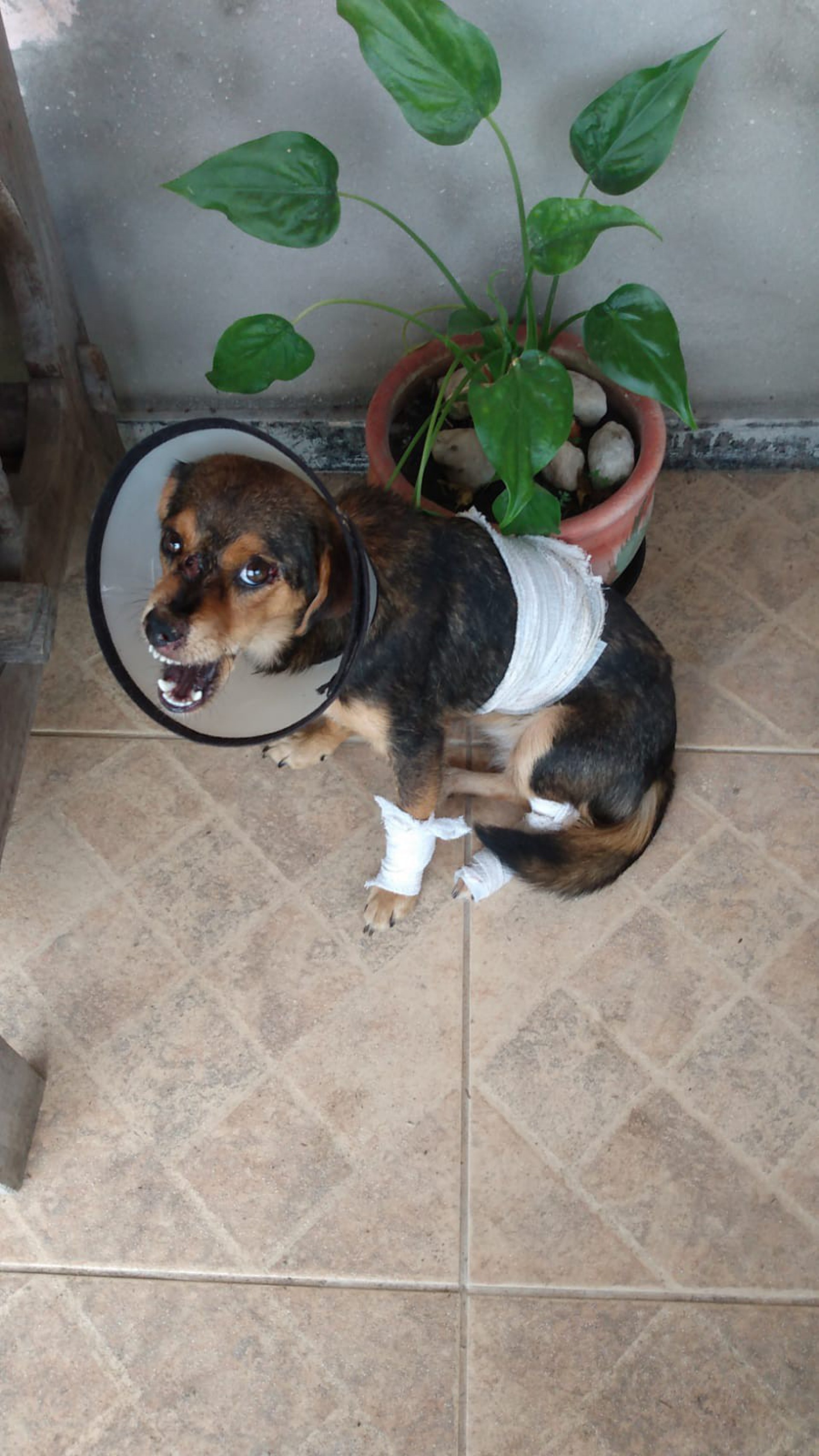 Segundo os moradores, todos os dias são abandonados cerca de seis animais nas regiões da Praia das Pedrinhas e do Piscinão
