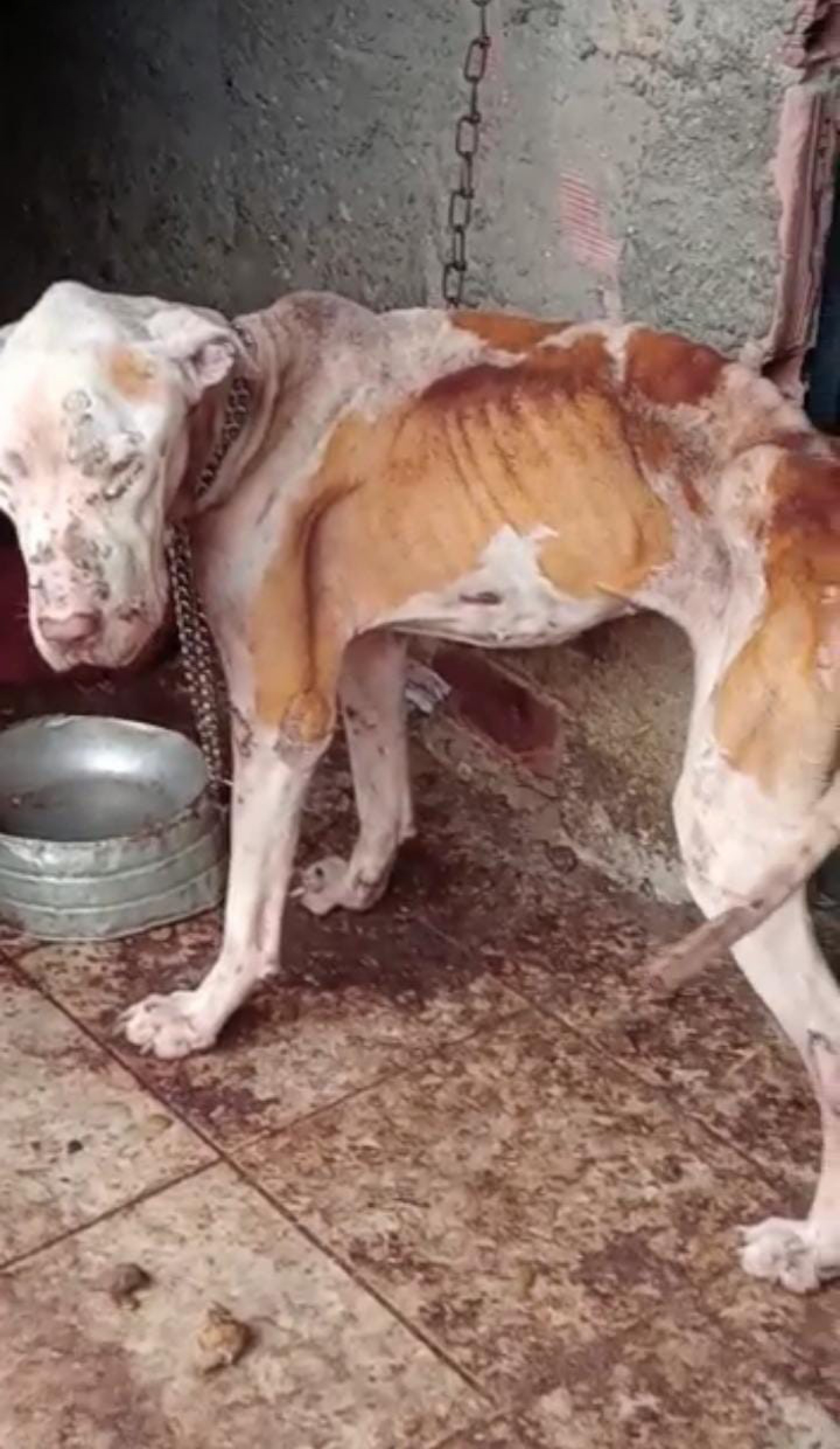 Segundo os moradores, todos os dias são abandonados cerca de seis animais nas regiões da Praia das Pedrinhas e do Piscinão