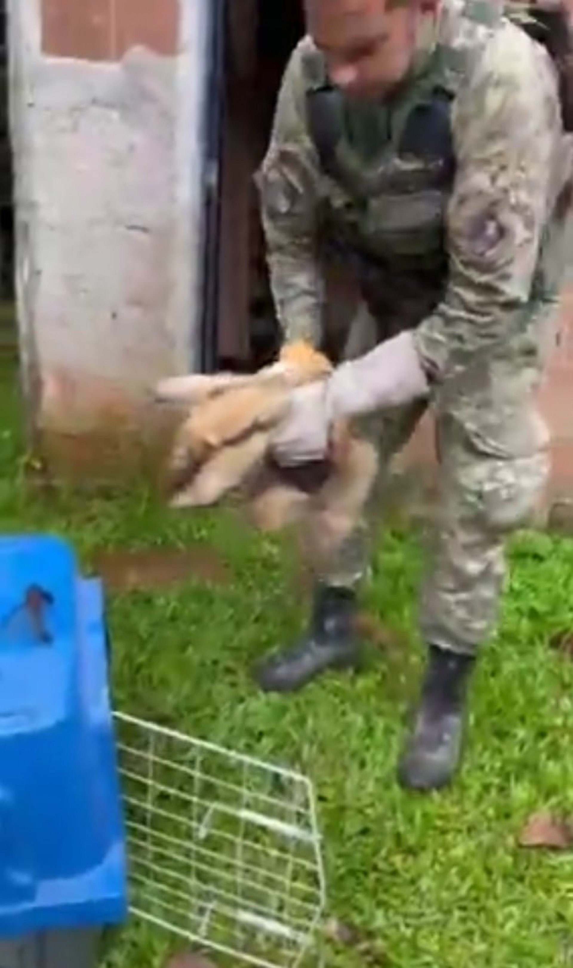 Tamanduá capturado pela Polícia Ambiental no bairro Caputera - Divulgação/rede social