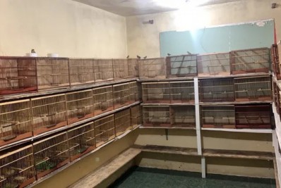 Animais silvestres que seriam vendidos na feira livre de Meriti são apreendidos