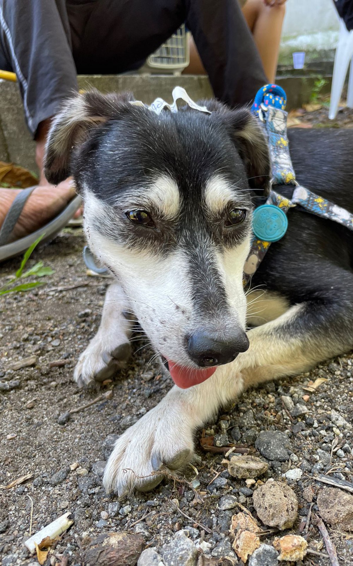 Serviço RJPET é ofertado gratuitamente e conta com aproximadamente 50 profissionais - Divulgação