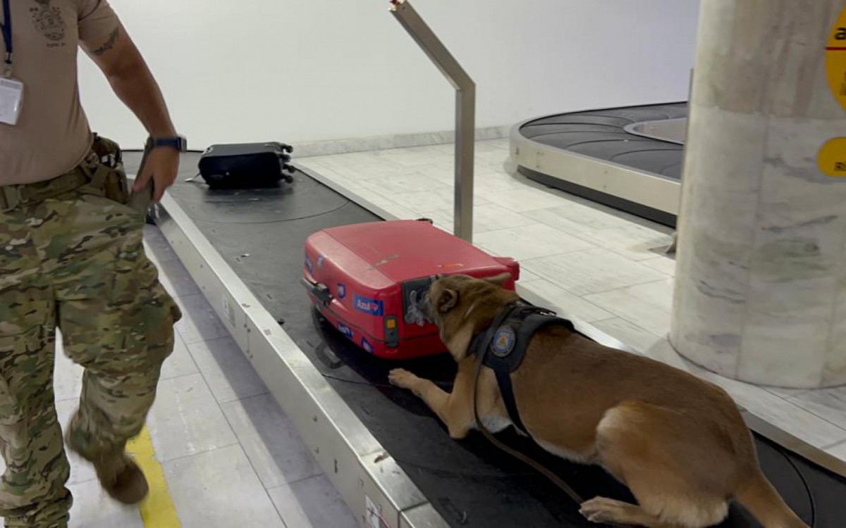 A operação contou com a presença de cães farejadores - Divulgação/PF