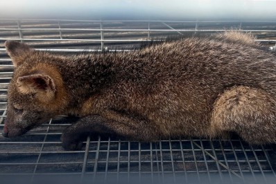 Cachorro do mato é resgatado no perímetro urbano e solto em área florestal por equipe ambientalista