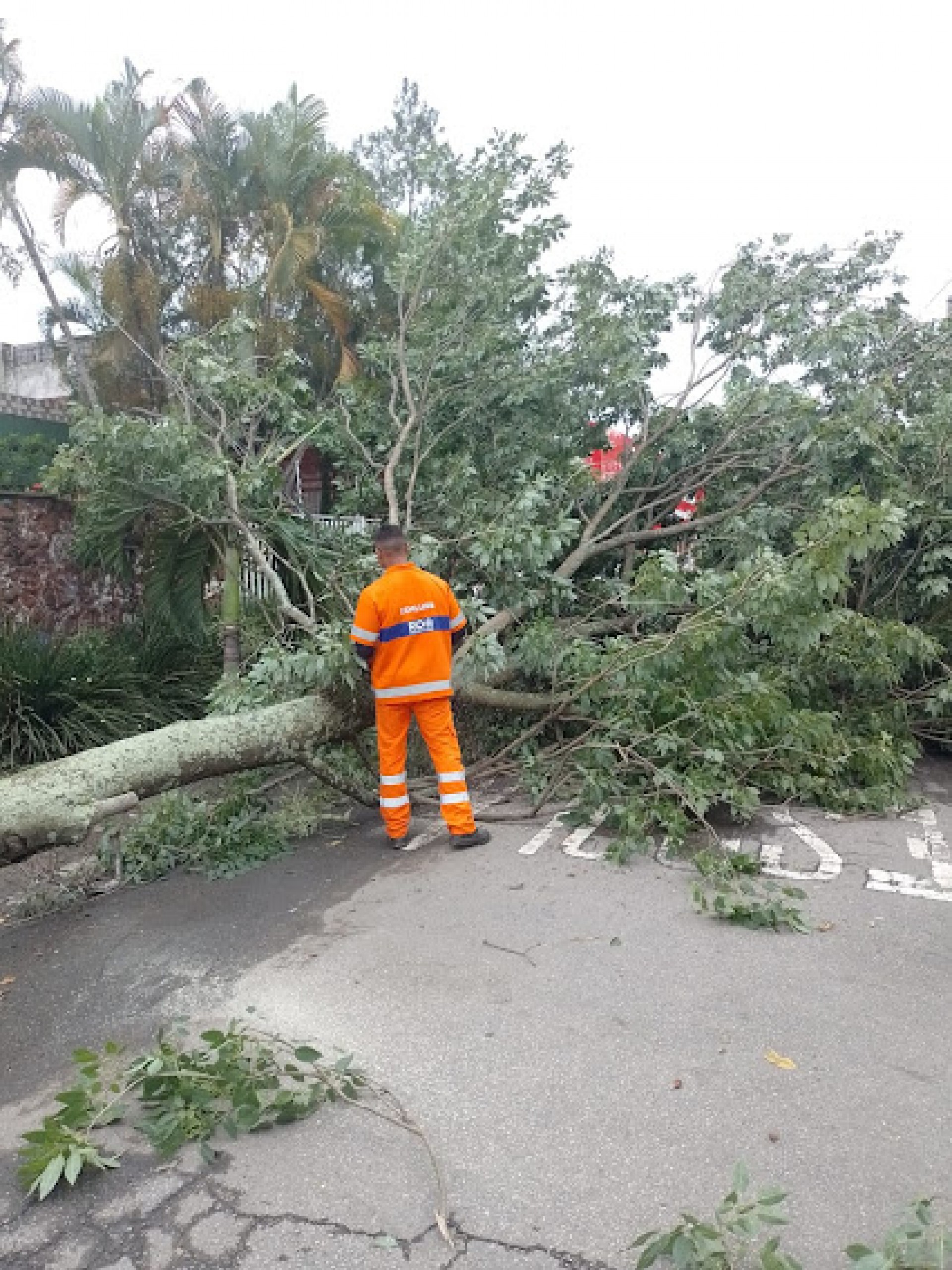 Maior parte das ocorr&ecirc;ncias de queda de &aacute;rvore aconteceram em Jacarepag&aacute;
