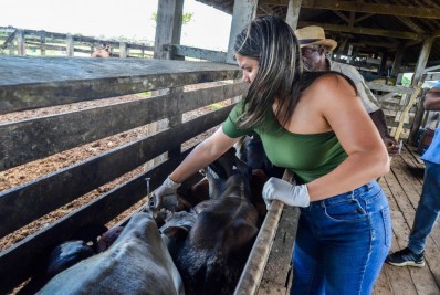 Itaboraí registra novo recorde na segunda fase da vacinação contra Febre Aftosa