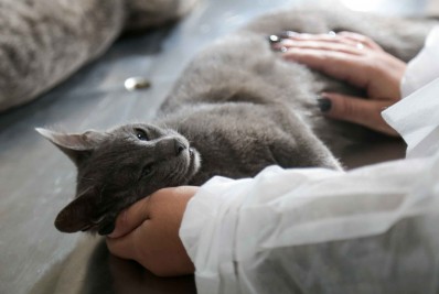 Veterinária Municipal reabre pré-agendamento de castrações no dia 30