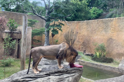 Animais do BioParque do Rio recebem sorvetes especiais para aliviar o calor do verão