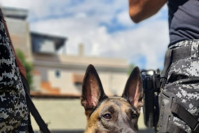 Morre cadela responsável por farejar uma tonelada de drogas em operação do BAC