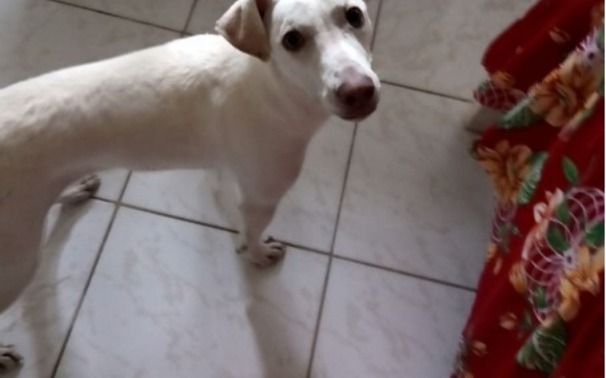 Filhote Brenda, resgatada